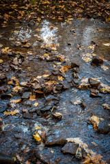 Autumn folliage in Ontario