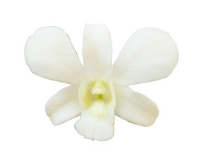 Fototapeta na wymiar Beautiful flower Orchid, white phalaenopsis isolated on white background