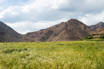 Ladakh, India - Aug 21 2019 - Yangtang Village in Sham Valley, Ladakh, Jammu and Kashmir, India.