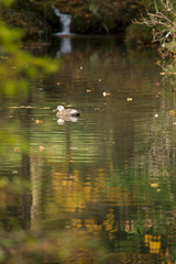 Ducks in a pond in Nikko Botanical Gardens
