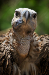 vulture head, Ruppell's griffon vulture
