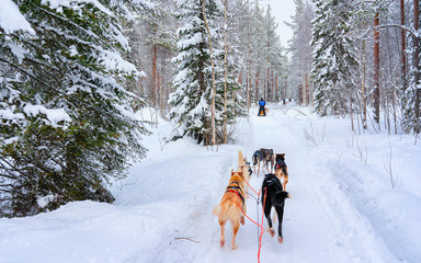 Husky family dog sled in winter Rovaniemi of Finland of Lapland. Dogsled ride in Norway. Animal Sledding on Finnish farm after Christmas. Fun on sleigh. Safari on sledge and Alaska landscape.