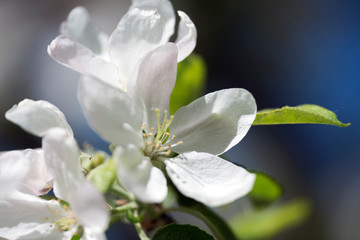white flowers of tree, sweden, stockholm, nacka, europe