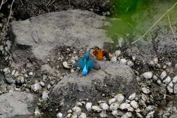 kingfisher in forest