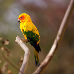 Sun Conure bird on a branch