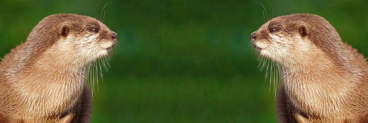 Two Otters Looking At Each Other with a green background with a shallow depth of field