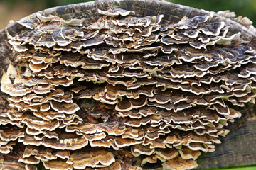Wavy fungus bench end