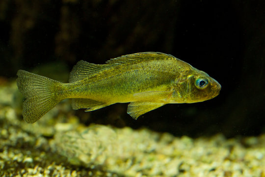 Eurasian Ruffe (Gymnocephalus Cernua).