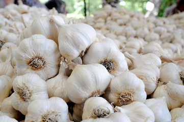 Selling garlic at a farmer's market - garlic piled in heaps on a market stall.
