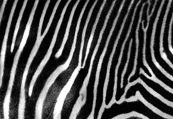 Naklejka na ściany i meble Zebra skin