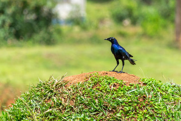 Greater blue-eared glossy starling resting on tree branches in Masaka, Uganda