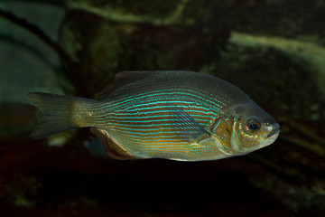 Striped surfperch or striped seaperch (Embiotoca lateralis).