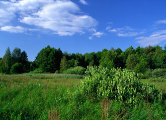 Fototapeta na wymiar Poleski National Park, Poland