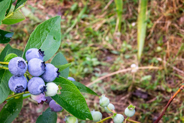 Blueberry fruits grow on shrubs. Summer in the garden and healthy food. In the background blurred green grass and bushes.