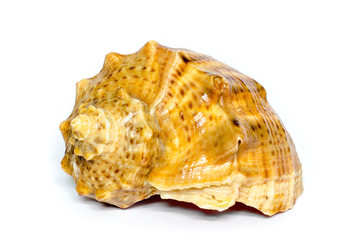 beautiful seashell