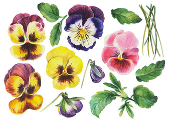 Set of colored pansy flowers on isolated white background, watercolor hand drawn pansies. Stock illustration.