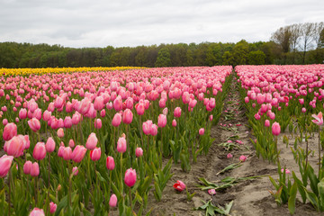 Obraz premium Field of tulips