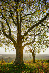 Goldender Herbst am Bodensee