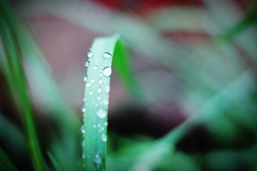 A closeup of a blade of grass with raindrops along with a blurred background of grass