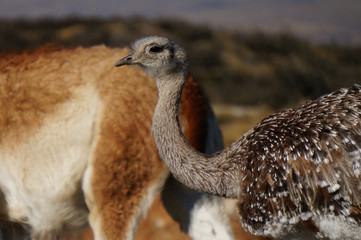 Autuches et Vigogne se promènent