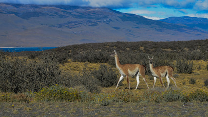 Autuches et Vigogne se promènent