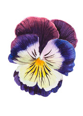 Pansy flower on an isolated white background, watercolor hand drawn pansies. Stock illustration.