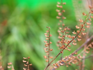 枯れたシソの穂