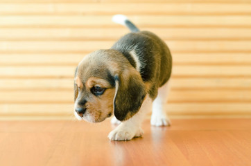 beagle puppy