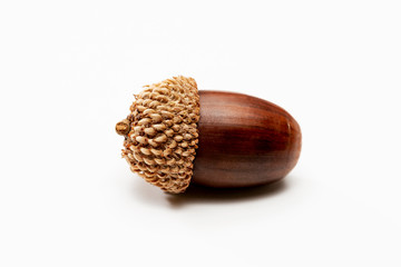 Close up shot of Single acorn on a white background.