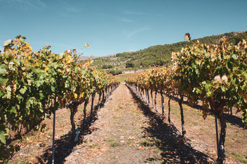 Fototapeta na wymiar View between vines in Spanish vineyard
