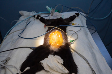 Preparation of the surgical field before cat ovariohysterectomy surgery