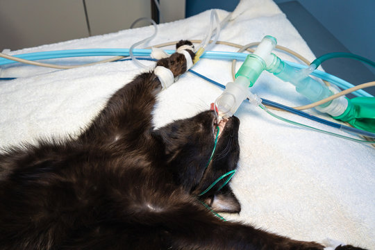 T-ayre circuit in a cat