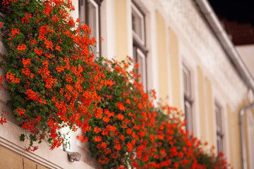 Fototapeta na wymiar Beautiful red flowers hanging from the window or balcony, architecture decorative element