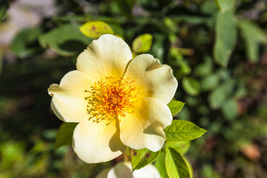 Chinese Rose Golden Wings