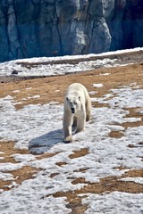 polar bear in the zoo