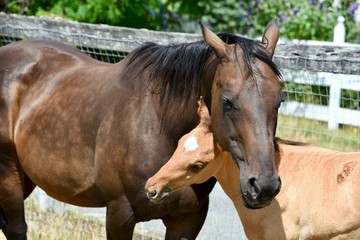 A mane and a colt stand with their heads inter twined