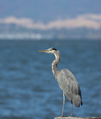Great Blue Heron with lake and mountains in background