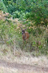 a young buck peers from the bushes where he was feeding