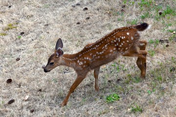 spotted fawn walking by