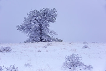 Frosty Pine on the Prairie