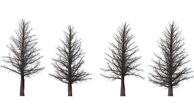 Trees forest set isolated on white background in winter season. High-quality free stock image of collection Silhouette of pine, spruce isolated on white background. Good design elements, illustration