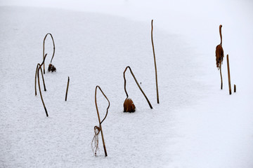 Broken lotus flowers, in the pond after the snow