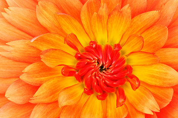 Close-up of an Orange and Red Dahlia