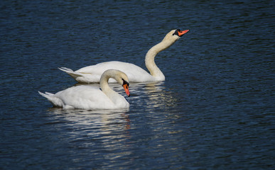 Beautiful swan couple
