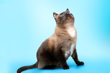 a large Siamese cat looks up on a blue background