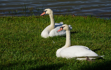 Beautiful swan couple