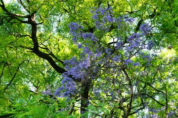 Blooming jacaranda trees in the spring of Buenos Aires, Argentina