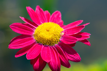 Altai Beautiful flowers Calm relax natural background.