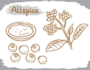 Allspice isolated on white.