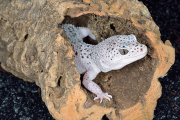 Close-up of a White and Brown Spotted Leopard Gecko